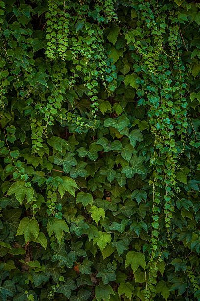 ivy wall ivy wall - boston and poison ivy Boston Ivy stock pictures, royalty-free photos & images