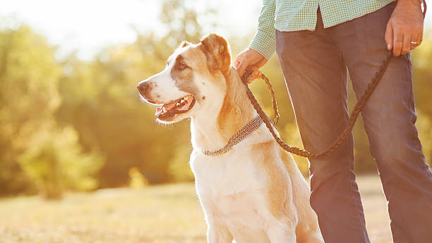 istock Central Asian Shepherd sitting at park with human companion 451878113