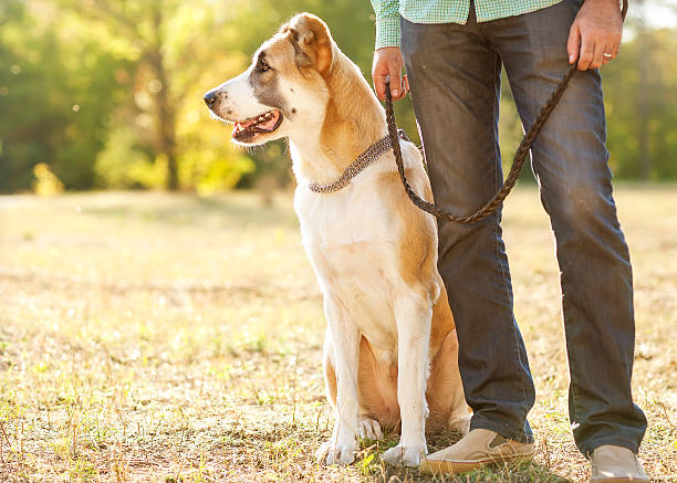 istock A man holding a central Asian shepherd dog on a leash 451878141