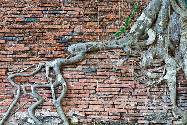 istock roots of the plants on old brick wall. 451878819