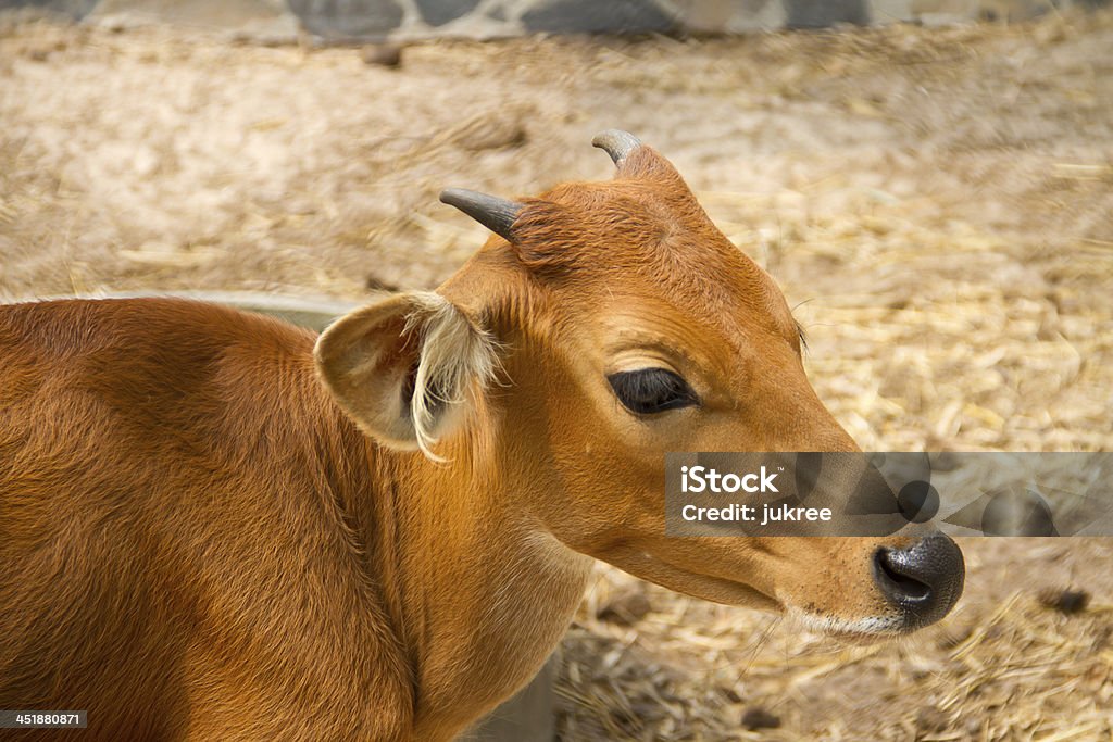 Banteng, красный бык в тропический лес Таиланда. - Стоковые фото Азия роялти-фри