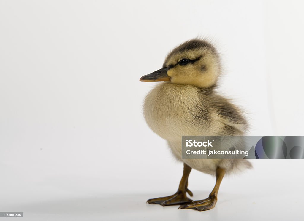 Pato-a - Royalty-free Amarelo Foto de stock