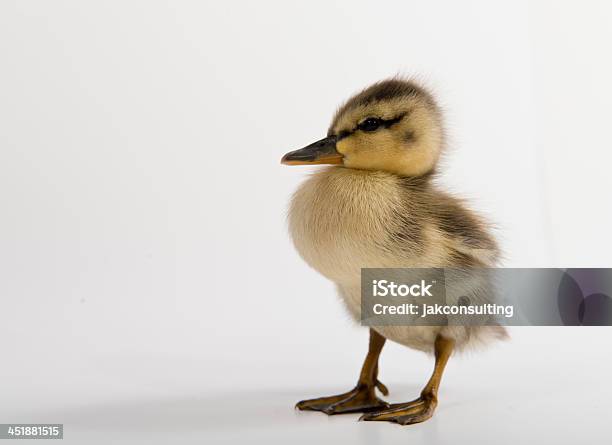 Patoa - Fotografias de stock e mais imagens de Amarelo - Amarelo, Animal, Bico