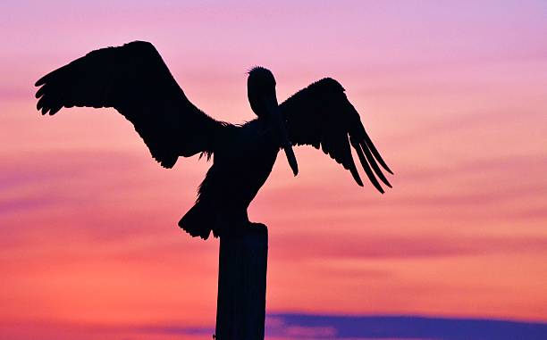 istock Pelcan and a Purple Sunset 451884875