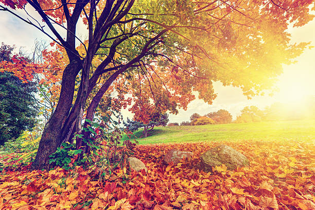 istock Autumn, fall park, colorful leaves 451884931