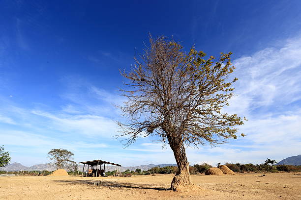 baum in der landschaft schafe weiden gras - phan rang stock-fotos und bilder