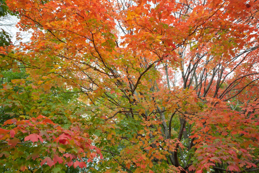 Different colors of leaves - Red, yellow, green during Autumn in Prospect park at New York City.