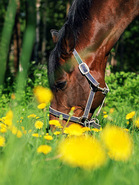 istock spring portrait of bay horse 451888387