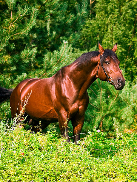 istock beautiful horse around verdure 451888647