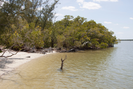 A remote coastal beach scene in south Florida, near Chokoloskee.