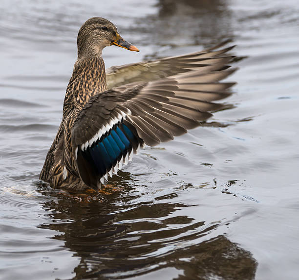 istock Mallard Duck Male Flaps Its Wings 451889489