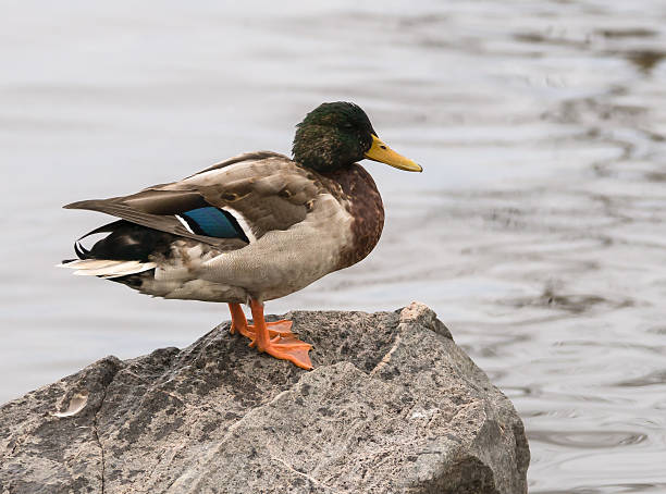 istock Mallard Duck Male Juvenile Standing on a Rock 451889641