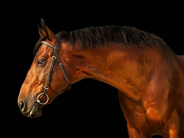 istock portrait of horse 451894473
