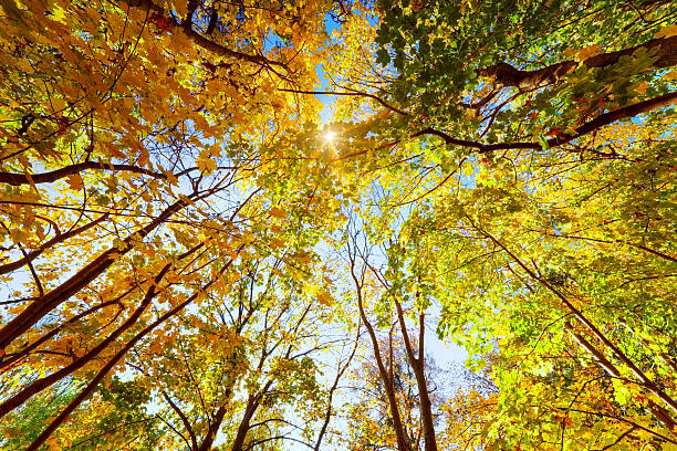 istock Autumn, fall trees. Sun shining through colorful leaves 451895209
