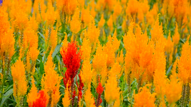 Cockscomb flower