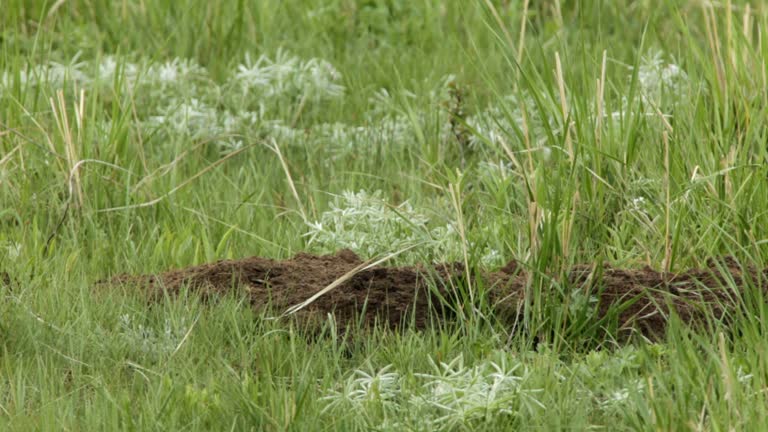 HD video Badger digs Yellowstone National Park Wyoming