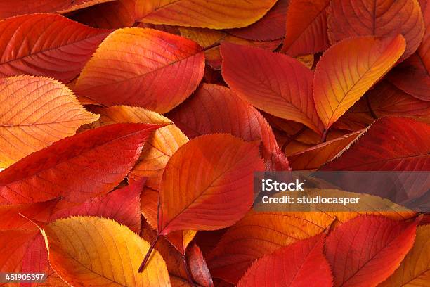 Colores De Autumm Foto de stock y más banco de imágenes de Hoja - Hoja, Color de hoja otoñal, Color vibrante