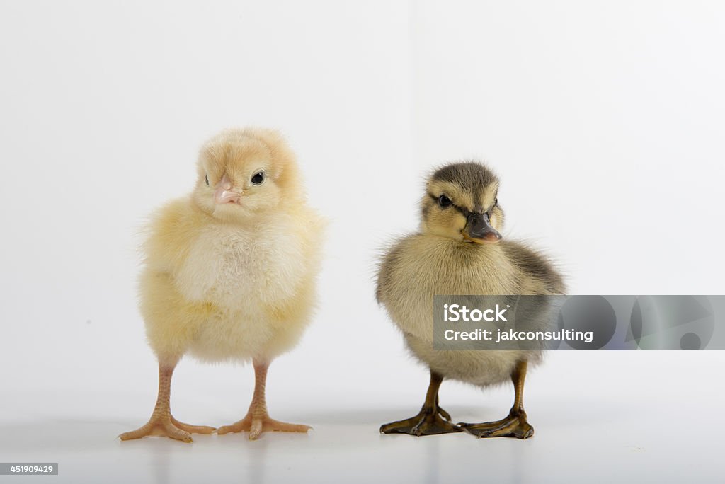 Pájaros de un rebaño de pluma juntos. - Foto de stock de Amarillo - Color libre de derechos