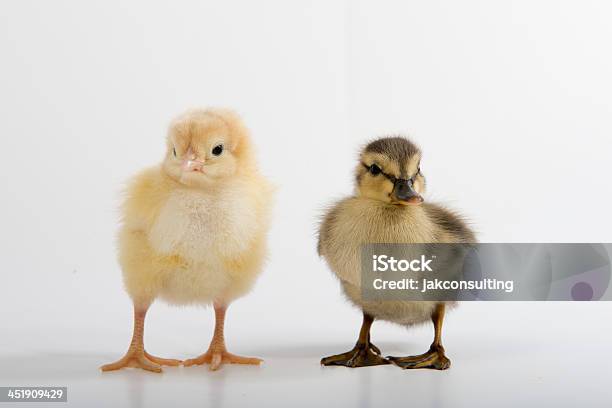 Pájaros De Un Rebaño De Pluma Juntos Foto de stock y más banco de imágenes de Amarillo - Color - Amarillo - Color, Animal, Animal joven