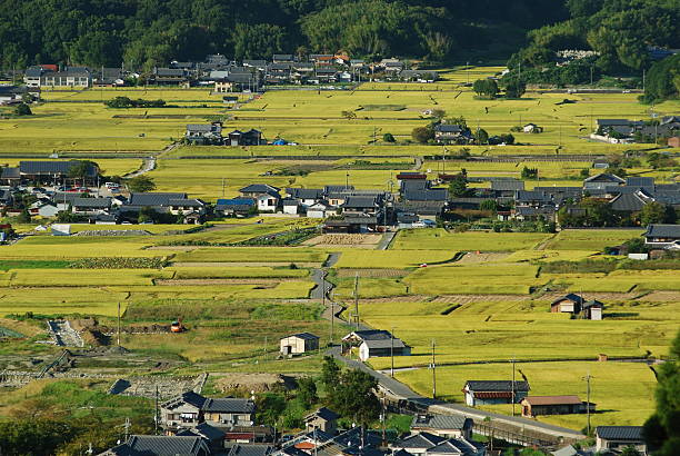 Color of fertility It is the scenery of the fertility of rice Asuka village of Japan bears. Placement of the tile roof of black and bright green beautiful sight. ksar stock pictures, royalty-free photos & images
