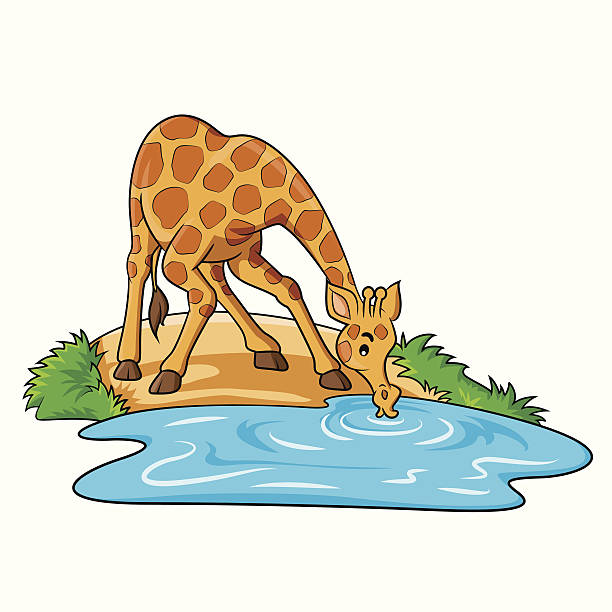 Giraffe Drinking Illustrations, Royalty-Free Vector Graphics & Clip Art - iStock Giraffe Drinking Illustrations, Royalty-Free Vector Graphics & Clip Art - iStock