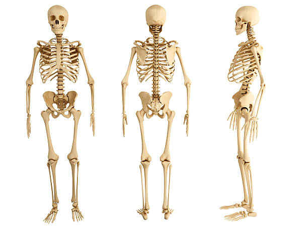 Three human skeletons facing in different directions human skeleton in three views human skeleton stock pictures, royalty-free photos & images