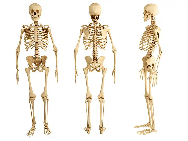 Photo of Three human skeletons facing in different directions