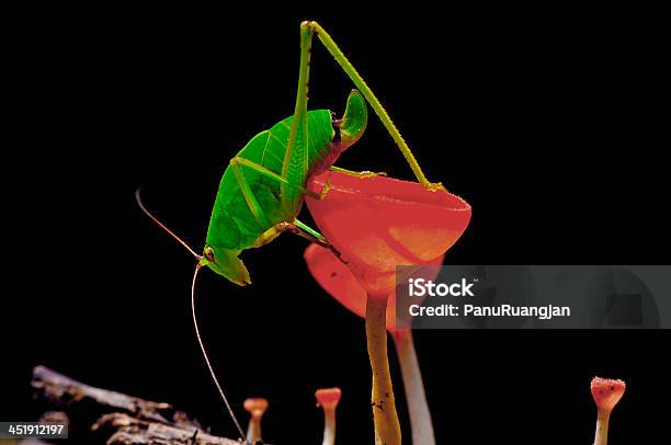 Foto de Locust e mais fotos de stock de Alimentação Saudável - Alimentação Saudável, Beleza natural - Natureza, Bosque - Floresta