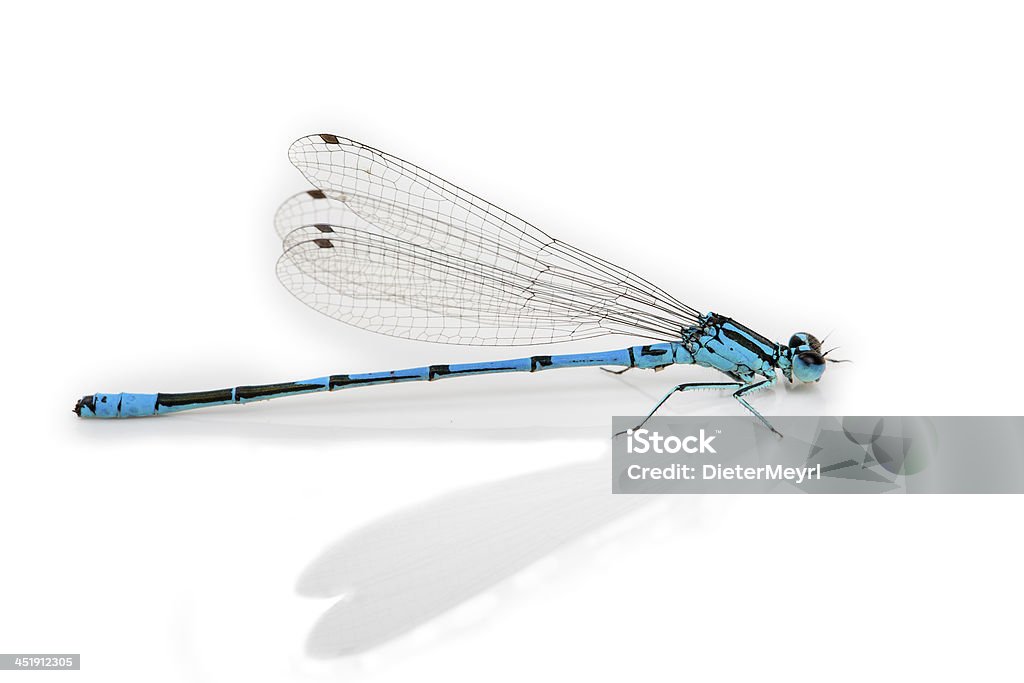 Libellula isolato su bianco - Foto stock royalty-free di Libellula