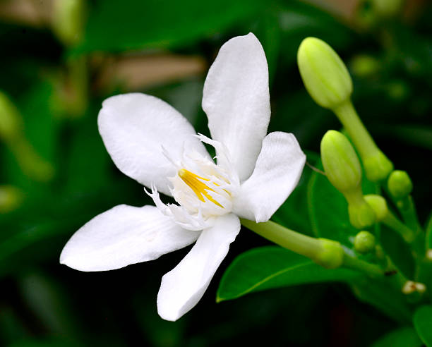istock Snowflake or wrightia antidysenterica, beautiful white blossom 451912583