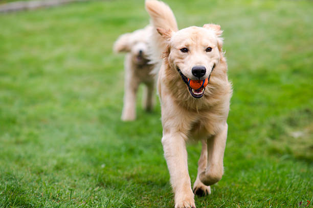 Happy Golden Retreiver Dog with Poodle Playing Fetch Dogs Pets stock photo