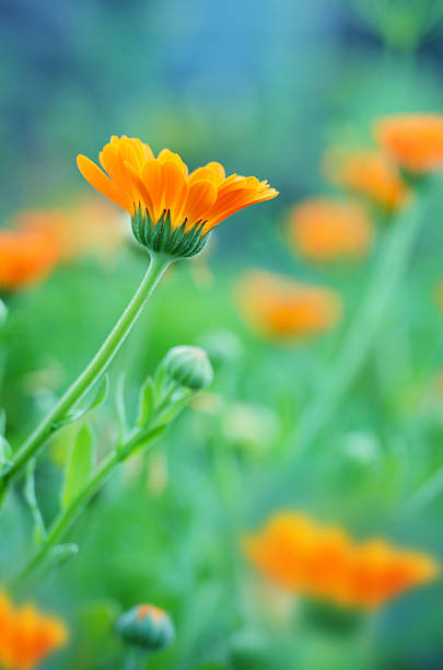 istock marigold flowers closeup 451916529