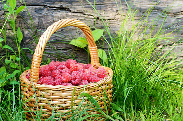 istock Raspberries in the basket 451919439
