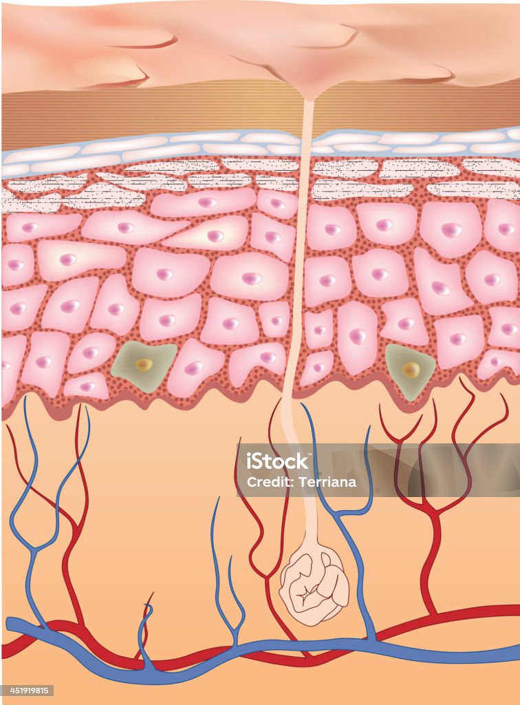 L'épiderme la structure de la peau. - clipart vectoriel de Anatomie libre de droits