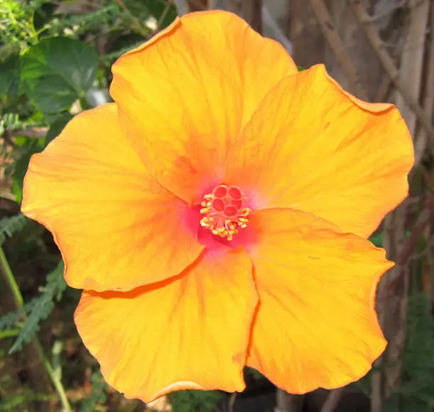 Hibiscus yellow-orange