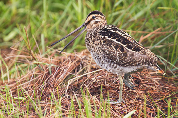 istock African snipe in wetland 451925743