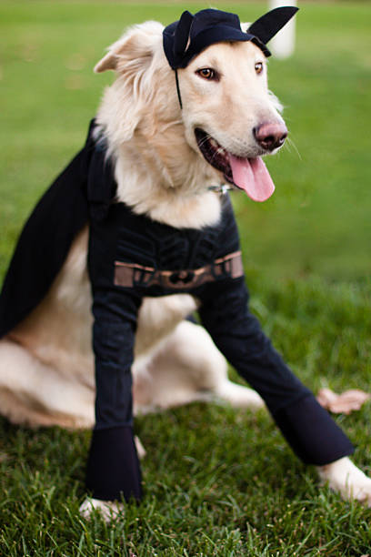 istock Golden retriever Batman 451929305