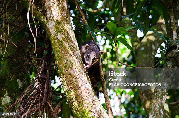 Coati Stock Photo - Download Image Now - Coati, Horizontal, No People