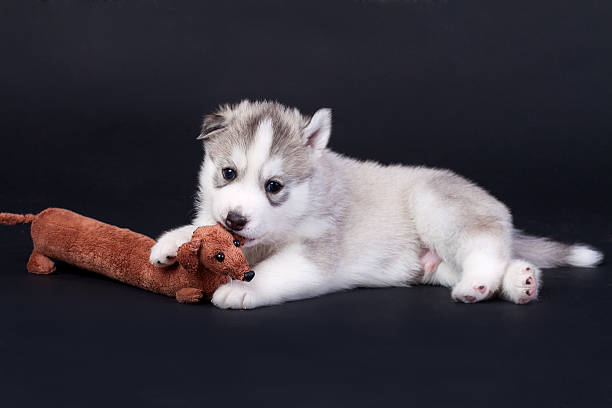 newborn puppy stock photo