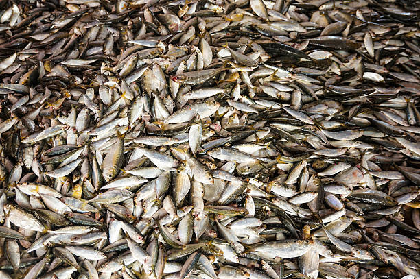 istock Many fish in the market 451942945