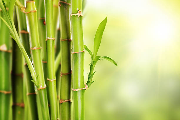 istock Many stalks of bamboo with leaves 451943429