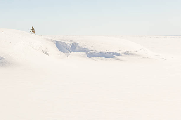 istock Pine on stony snow coast of winter lake. 451943571