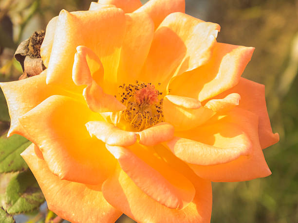 istock beautiful orange rose flowers on sunlight in autumn 451944439