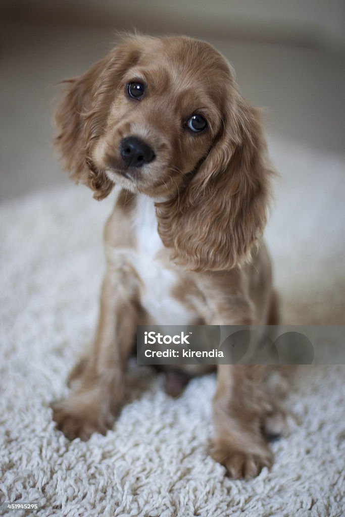 Cocker spaniel puppy is lookin g cute 1 Love dog rescue, California Dog Stock Photo