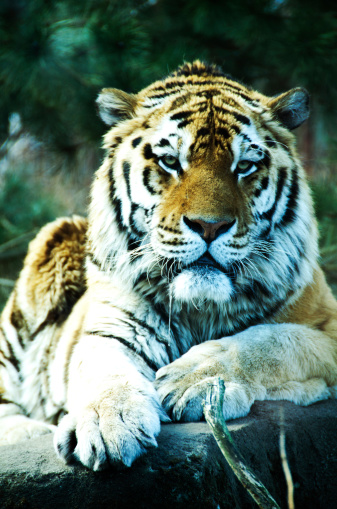 Tiger relaxing