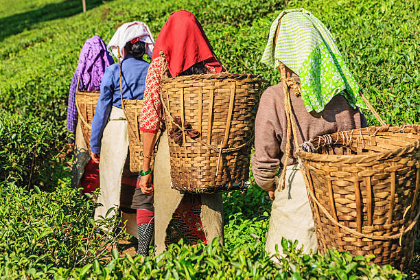 indian pickers przejście herbata plantation w darjeeling, indie - tea crop tea leaves plantation farmer zdjęcia i obrazy z banku zdjęć