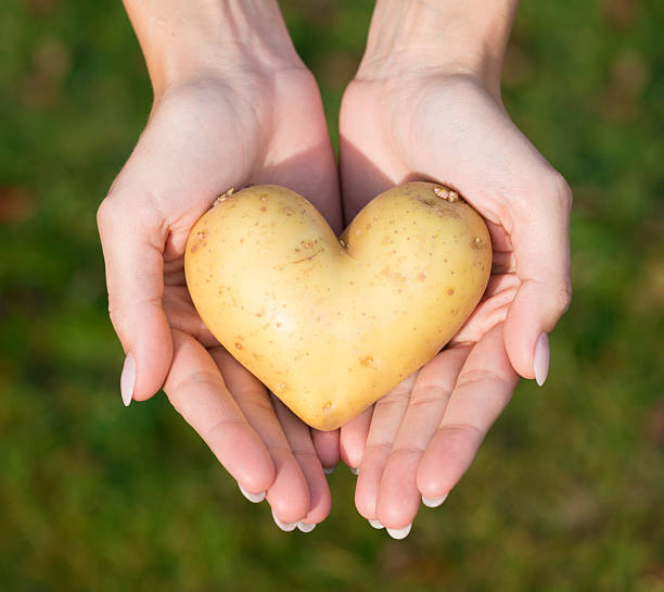 I Love Raw Foods, Heart Potato Natural female Hands holding a Heart Shaped Potato prepared potato stock pictures, royalty-free photos & images