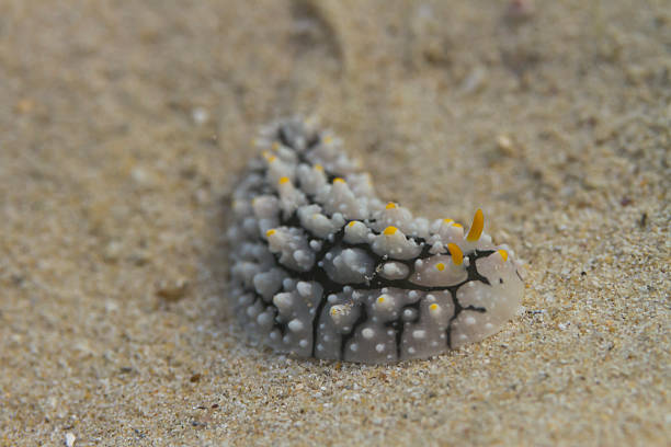 istock Nudibranch (Phyllidia elegans) in Kood island 451963371