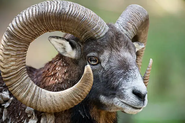 Close up of a mouflon ram.