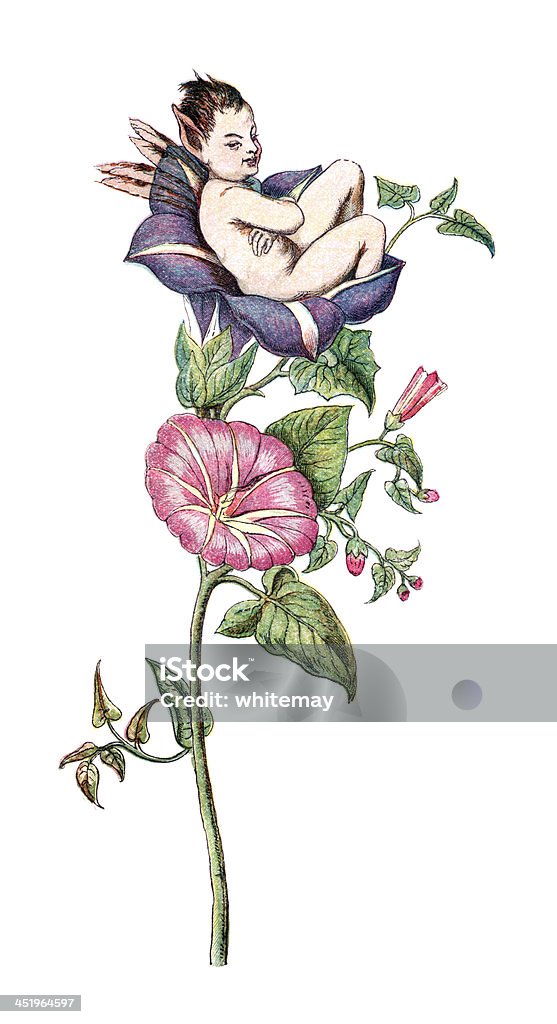 Impish fata in un fiore bindweed - Illustrazione stock royalty-free di Cupido